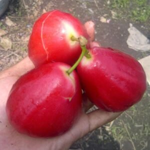 Jambu Air Red Taiwan