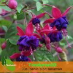 Anting India Ungu