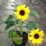 Bunga Matahari Mini