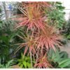 Dracaena Tricolor - Gambar 2