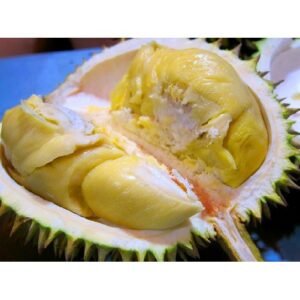 Durian Montong