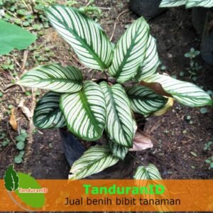 Calathea Sisir
