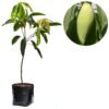 Mangga Okyong - Gambar 2
