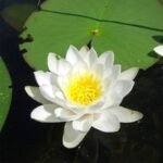 Teratai Capensis Putih