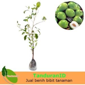 Apel India ( PUTSA )