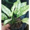 Aglaonema Snow White - Gambar 2