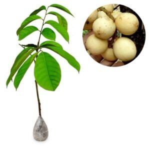 Duku Tanpa Biji
