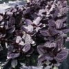 Calathea Meranti Ungu - Gambar 2