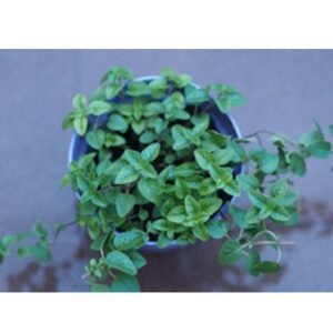 Oregano