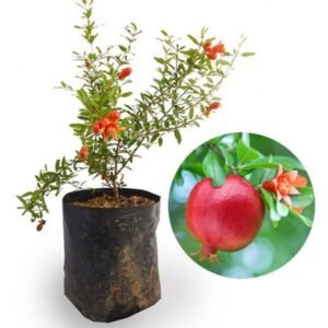 Delima Mini (Mini Red Pomegranate)