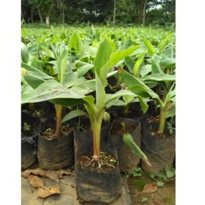 Pisang Cavendis