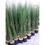 Bambu Air