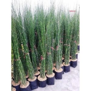 Bambu Air
