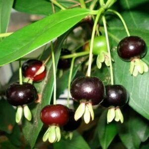 Black Pitomba (Grumichama Cherry)