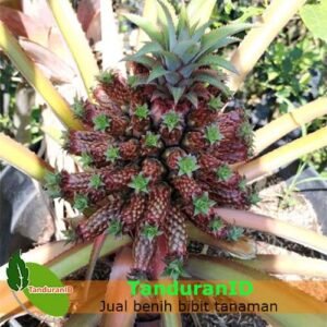 Nanas Mahkota