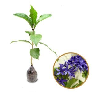 Petrea Biru