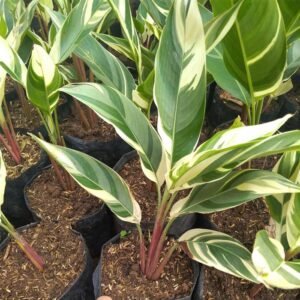 Heliconia Variegata ( Pisang Hias Variegata )