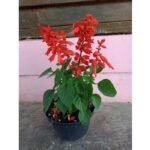 Salvia Merah