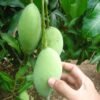 Mangga Falan - Gambar 2