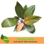 Philodendron Compact
