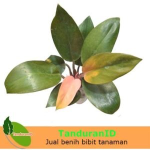 Philodendron Compact
