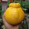 Jeruk Dekopon "Berbuah" - Gambar 2