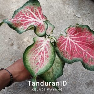 Keladi Wayang