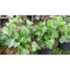 English Ivy - Gambar 2