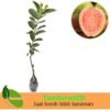 Jambu Biji Merah - Gambar 2