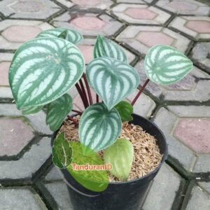 Peperomia Argyreia