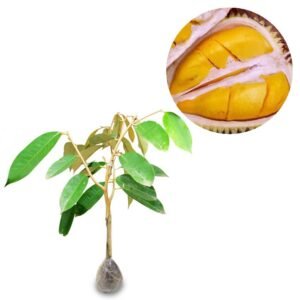 Durian Petruk