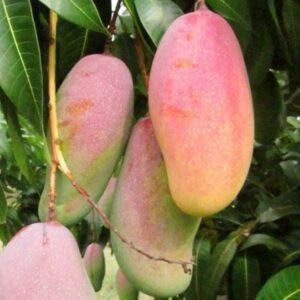 Mangga Garifta Orange