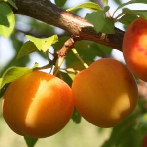Plum Oranye