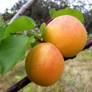 Apricot
