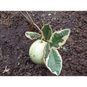 Jambu Biji Variegata