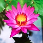 Teratai Capensis Pink