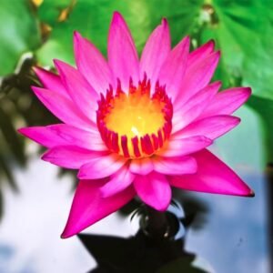 Teratai Capensis Pink