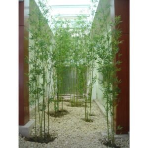 Bambu Cina Hijau