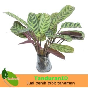 Calathea Stromata