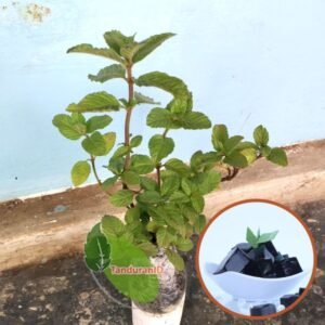 Janggelan ( Cincau Hitam)