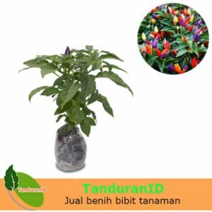 Cabe Pelangi
