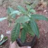 Daun Salam - Gambar 2