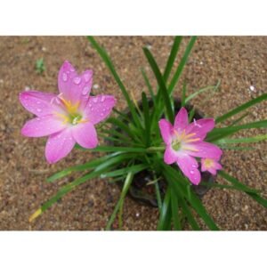 Zephyranthes Pink 5 Pcs