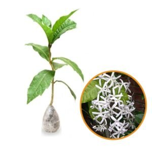 Petrea Putih