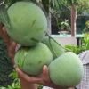 Mangga Kelapa - Gambar 2