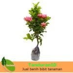 Soka Mini Pink