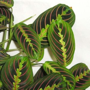 Calathea Striped Pink