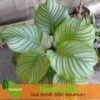Calathea Orbifolia Atau Calathea Presiden - Gambar 2