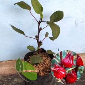 Rosela
