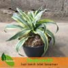 Dracaena Lime Green - Gambar 2